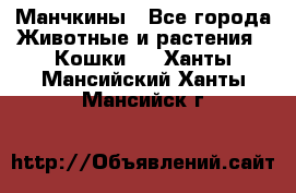 Манчкины - Все города Животные и растения » Кошки   . Ханты-Мансийский,Ханты-Мансийск г.